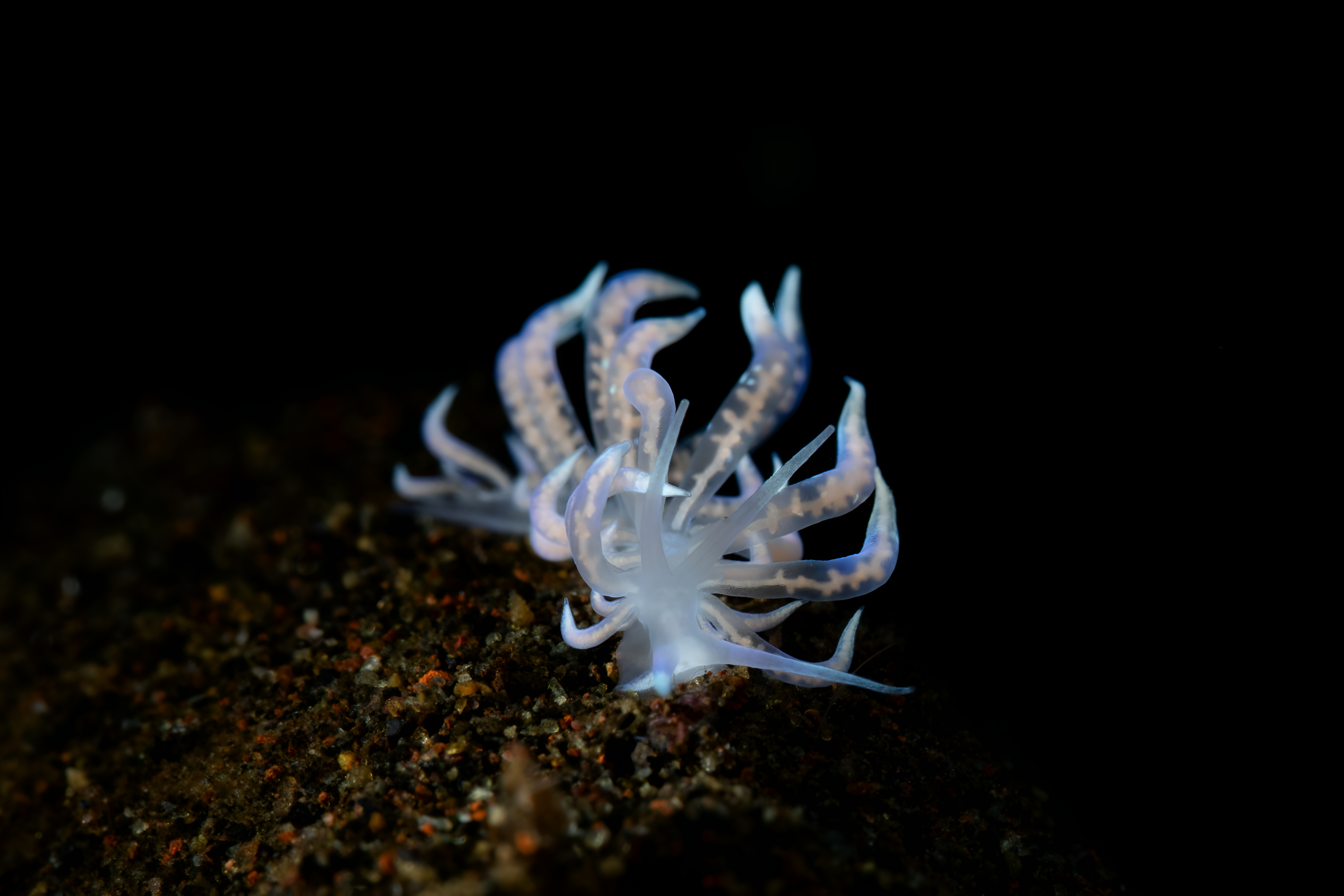 Phyllodesmium iriomotense, Tulamben